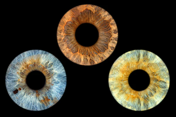 Complete Layout for 3 irises