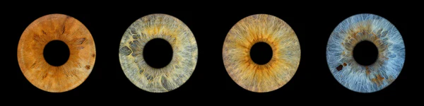 Panorama Layout for 4 irises