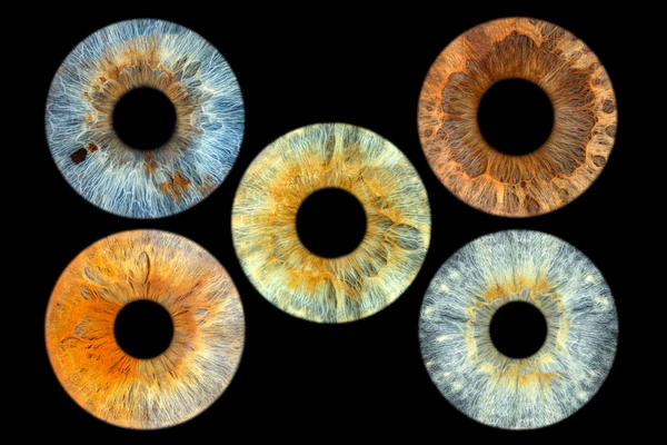 Complete Rectangle Layout for 5 irises