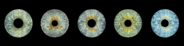 Panorama Layout for 5 irises