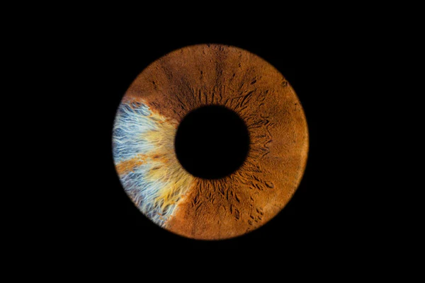 Layout for 1 iris