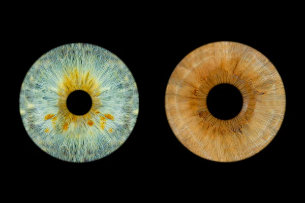 Horizontal Layout for 2 irises