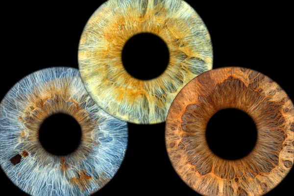 Standard Layout for 3 irises