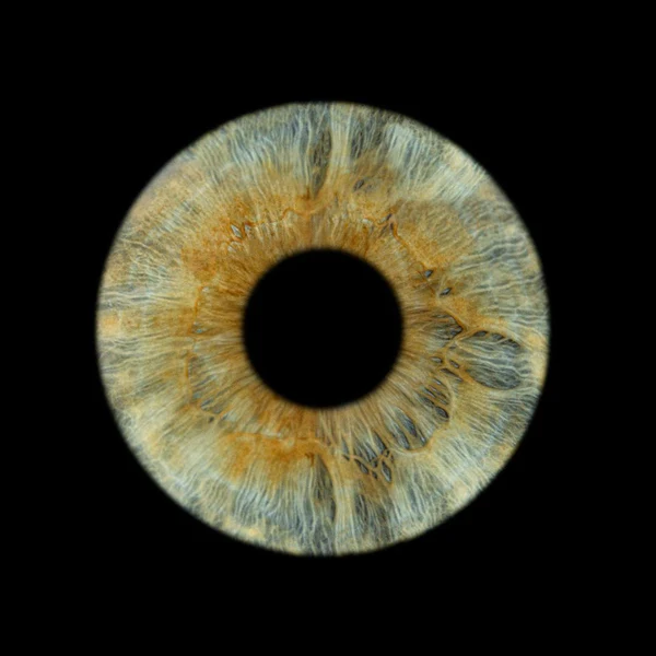 Blue and brown iris with splatter effect